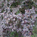 Part of big bush of Berberis ottawensis Ã¢â¬ÅSuperbaÃ¢â¬Â